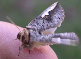 White-headed Prominent